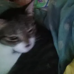 @C0W3T1D2S